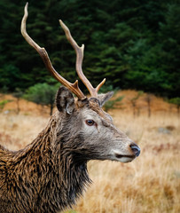 deer in glen etive in winter