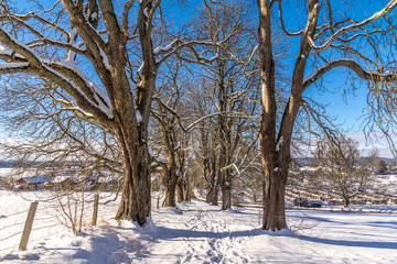 Kastanienbaum-Allee im Winter