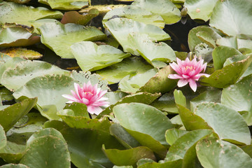 nenufar