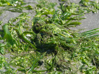 Green algae