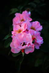 Obraz premium Branch of pink roses in the garden on natural blurred background, with shallow DOF, dark tones and selective focus.