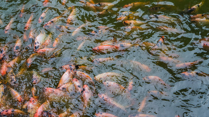 color fish in the pool