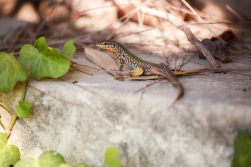 Gozo, Malta Lizard  Escaping The Heat Of The Day
