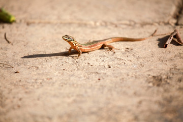 Gozo, Malta Lizard  Escaping The Heat Of The Day