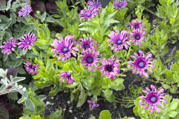 flor flower