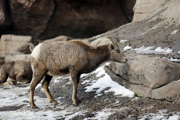 Naklejka na ściany i meble Bighorn sheep feeding 