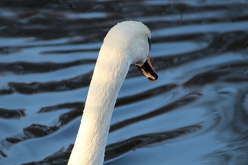 Fototapeta premium Swan in the Sunset