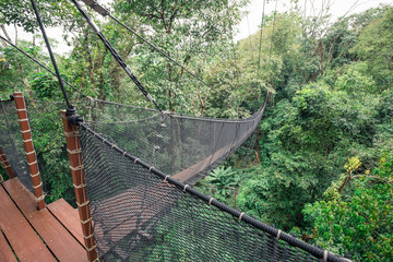 Top tree walking bridge