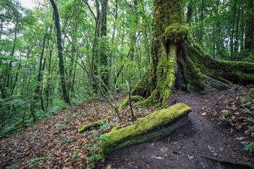 Naklejka premium Wielkie drzewo w lesie tropikalnym