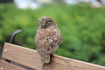 owl is sitting on the bench