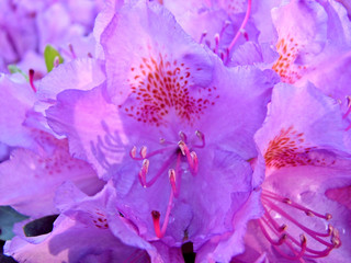 Rhododendron flower
