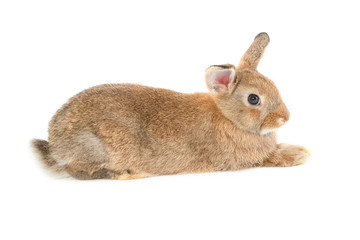 Adorable rabbit isolated on a white background