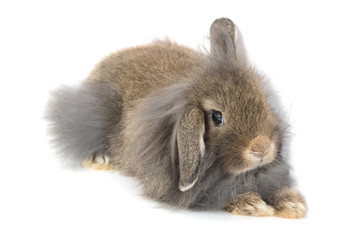 Cute Holland Lop rabbit isolated on white