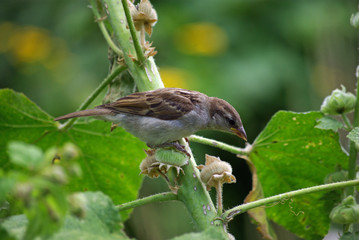 Moineau au jardin en été