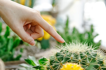 Female finger touching prickly green cactus © praisaeng
