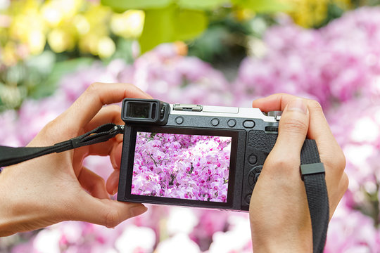 Hand holding camera taking photograph of orchids flowers 