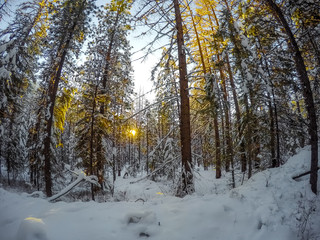 Obraz premium Winter Forest at Sunset