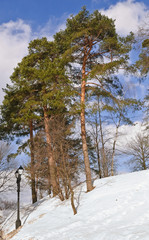 Pines at the Park a Sunny winter day