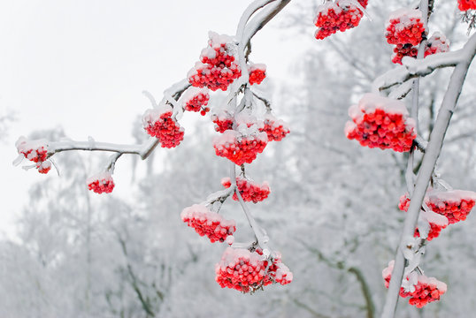 Red Rowan berries covered with ice after freezing rain in winter
