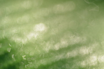 Fototapeta premium the rain drops on the green leaf in closeup