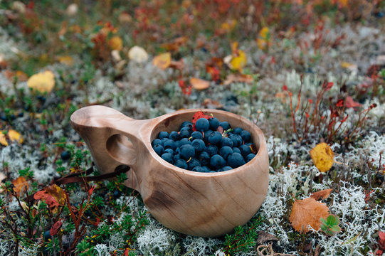 Cup of blueberries in nature from the side