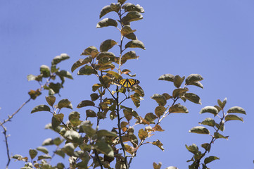 Monarch butterfly on tree
