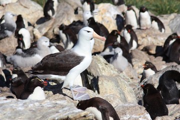 Schwarzbrauenalbatros mit Felsenpinguine