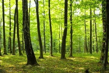 Zelfklevend Fotobehang green forest © Andrey Volokhatiuk
