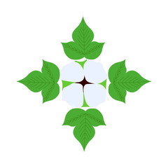 Cotton hand drawn sketch illustration with plant, isolated. Ingredient for fabric, treatment, cosmetics.