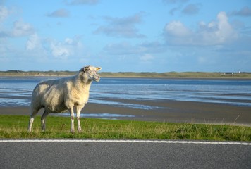 Schaf am Straßenrand