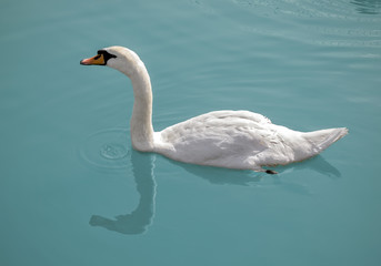 Swan on water