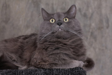 Cat looking up with circular catchlights in big eyes on grey background