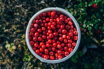 Bucket of freshly picked red berries in the forest