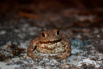 Frosch