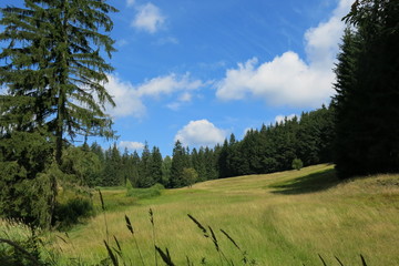 Bergwiese im Röthengrund