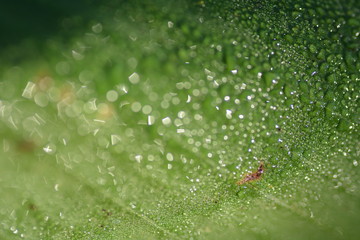 the drops on leaf in closeup