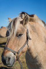Obraz premium Pferdeportrait