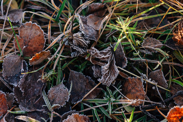 Early morning mood with autumn leaves in the grass