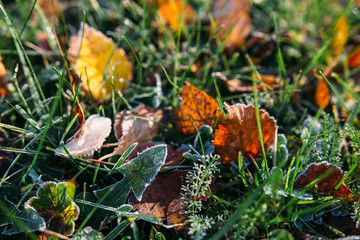 Early morning autumn leaves in the grass 