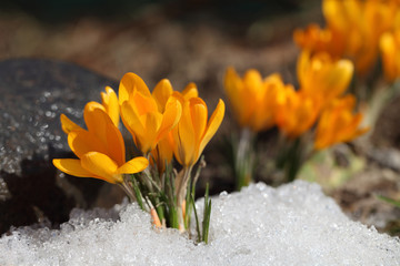Крокус на фоне снега в весенний солнечный день.
