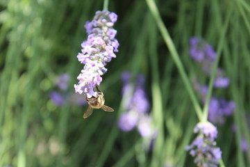 Bee on lavander