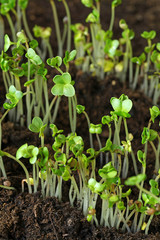 semis de graines de radis