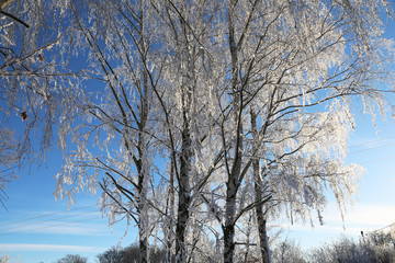 Winter Forest / Winter in the woods. Snowy forest in winter.