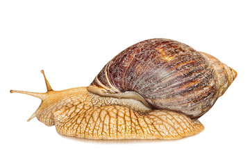 Achatina snail isolated on white background.
