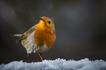 Rouge gorge dans la neige
