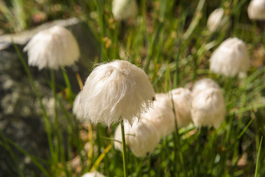 Flowers along the road at Sognefjorden between Nordrevik and Vad