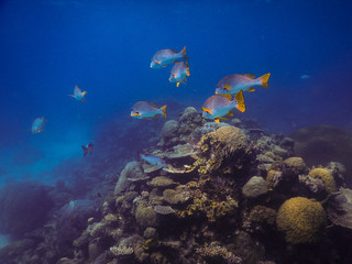 Fototapeta na wymiar Sweetlips at Great Barrier Reef