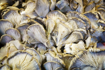 Oyster Mushrooms (Pleurotus Ostreatus)