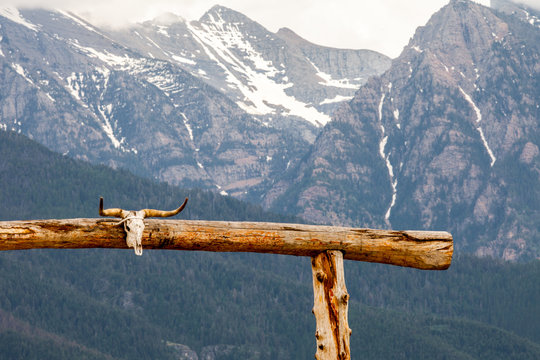 Animal skull on ranch posts, Mission mountains, Montana, United States of America 