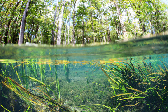 Plants in river, split level view 